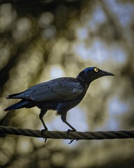 Splendid starling perched on a rope. Lamprotornis splendidus.