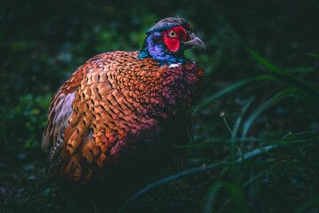 Colorful male pheasant surrounded by lush greenery.