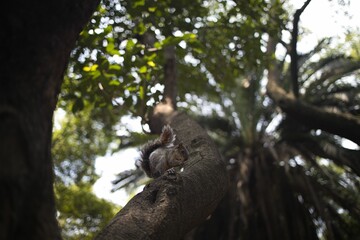 a squirrel standing on top of a tree trunk with it's head in a