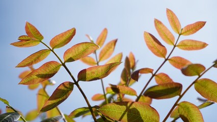 there are orange leaves on the branches on a tree in the sun