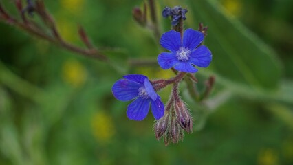 Beautiful blue flower surrounded by lush green foliage