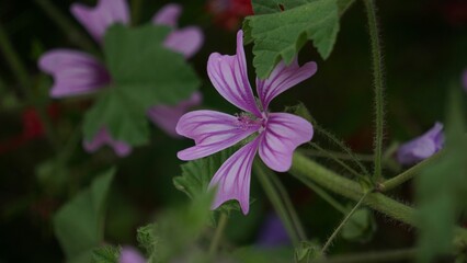 Vibrant purple flower atop a lush green foliage