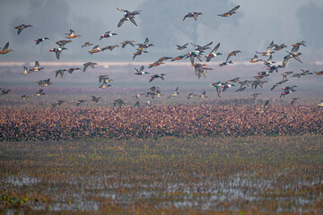 A flock of northern Shoveler in flight