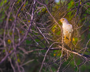 A Himalayan Cuckoo