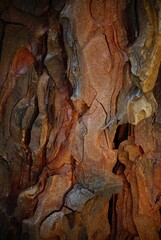 Close-up of the bark of a large tree