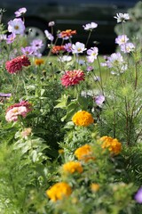 Vertical shot of a wildflowers in a green filed