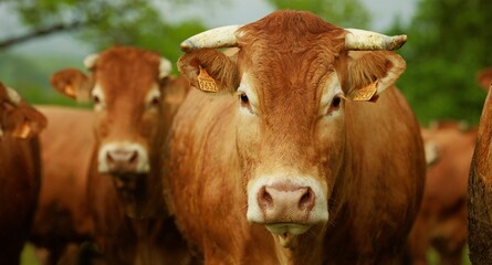 Closeup of brown cows in field
