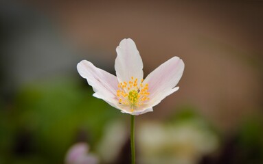 A picture of a white flower