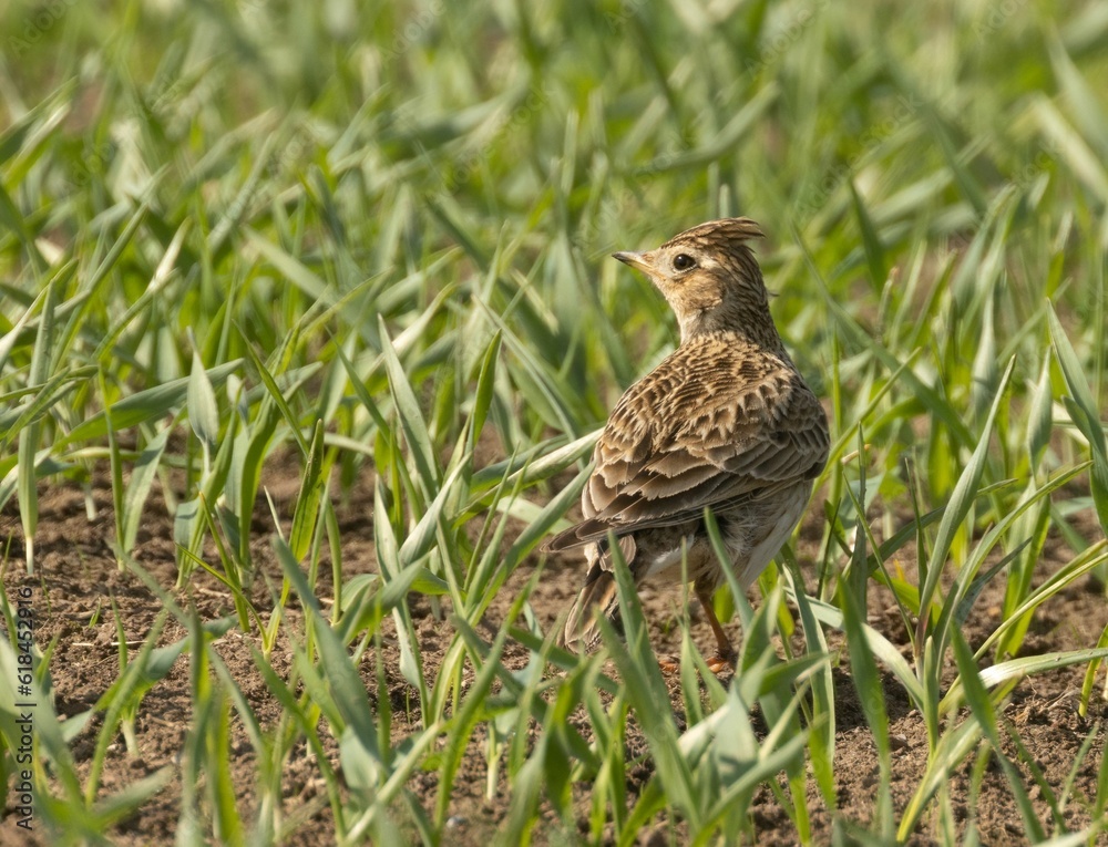 Canvas Prints Beautiful skylark songbird in the summertime hiding in a crop field in the sunshine