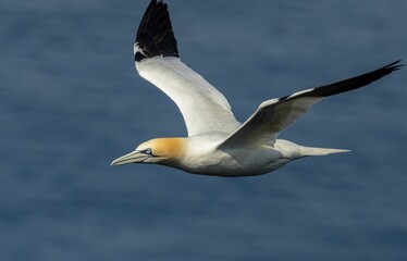 Northern Gannet in flight