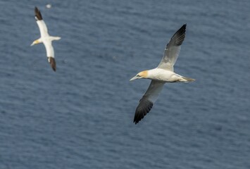 Fototapeta na wymiar Two Northern Gannets in flight