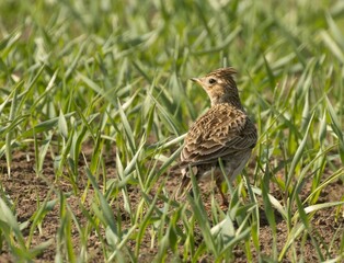 Beautiful skylark songbird in the summertime hiding in a crop field in the sunshine