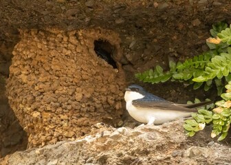 Common house martin in its natural habitat
