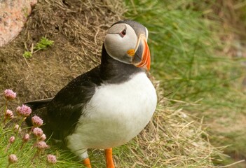Beautiful Atlantic puffin seabird standing on the cliffside in the sunshine