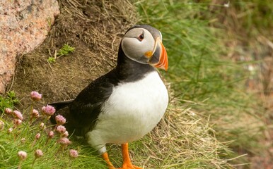 Beautiful Atlantic puffin seabird standing on the cliffside in the sunshine