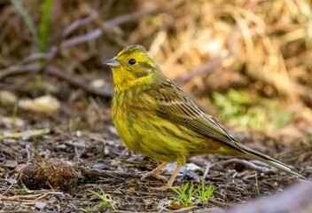 Yellowhammer (Emberiza citrinella) foraging in the woodland