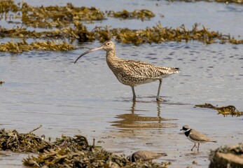 Curlew and ringed plover in the water