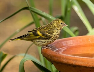 Yellowhammer (Emberiza citrinella) perched on the edge of a water dish in the woodland