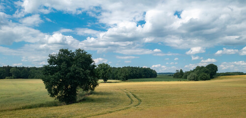 Panorama of a spring field with a view of cumulus clouds.