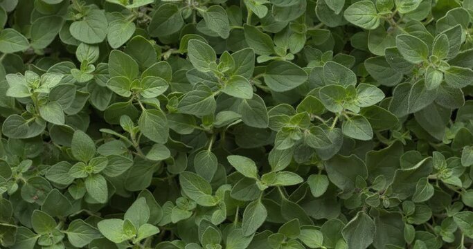 Greek oregano herbal background pattern. Top view, table spin.