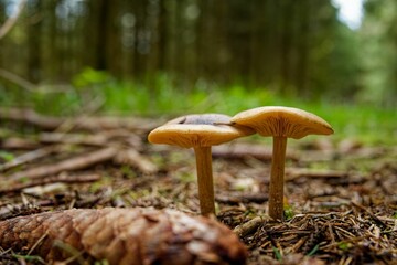 Close-up image of small mushrooms on the dry earth in a natural outdoor setting