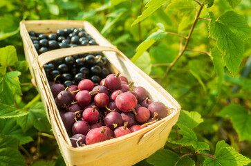 Currant harvest collected in the garden. Plantation work. Autumn harvest and healthy organic food concept close up with selective focus