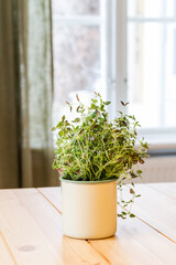 a pot of oregano standing on kitchen table with window in the background
