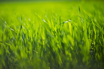 Fresh green grass on a sunny summer day close-up. Beautiful natural rural landscape with a blurred background for nature-themed design and projects