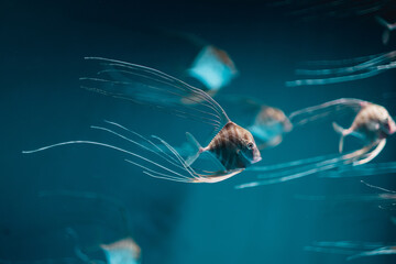 a group of Pompano Fish on aquarium - obrazy, fototapety, plakaty