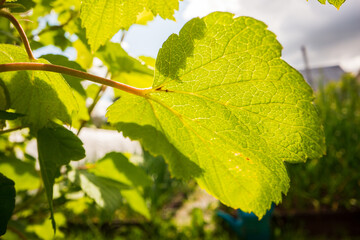 A beautiful fresh green leaf close-up highlighted by the sun. Detailed texture and expressive structure. Natural ecology background with copy space