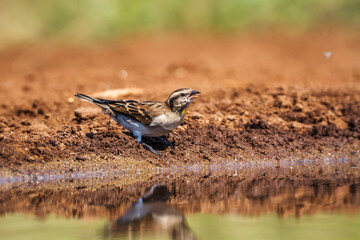 Yellow-throated Petronia at waterhole in Kruger National park, South Africa ; Specie Gymnoris superciliaris family of Passeridae