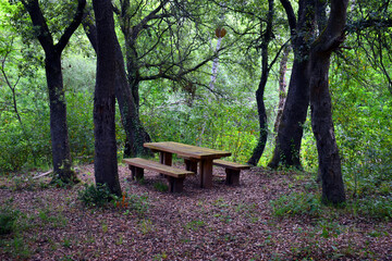 Recreational space with wooden table in a forest