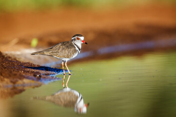 Three banded Plover at waterhole with reflection in Kruger National park, South Africa ; Specie Charadrius tricollaris family of Charadriidae