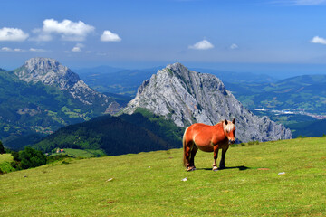 Horse in the Urkiola Natural Park. Biscay. Basque Country. Spain