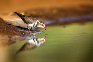 Three banded Plover drinking in waterhole with reflection in Kruger National park, South Africa ; Specie Charadrius tricollaris family of Charadriidae