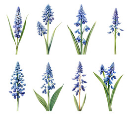 Watercolor Hyacinthus set. Generative Ai - obrazy, fototapety, plakaty