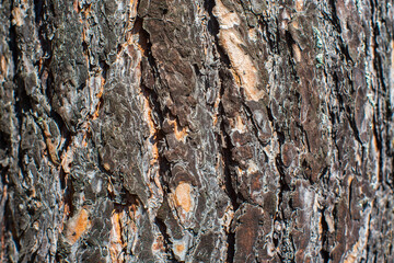 Relief texture of tree old bark close-up in the forest. Natural beautiful abstract wood pattern surface for wallpapers and backgrounds