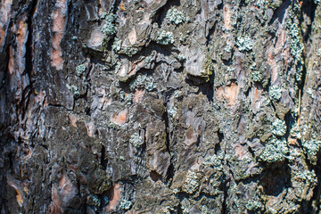 Relief texture of tree old bark close-up in the forest. Natural beautiful abstract wood pattern surface for wallpapers and backgrounds