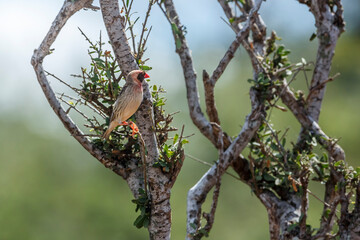 Red-billed Quelea male standing in bush in Kruger National park, South Africa ; Specie Quelea quelea family of Ploceidae