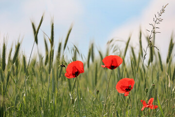 Obraz premium Mohn, Klatschmohn, Getreidefeld