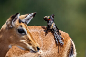 Red billed Oxpecker grooming common impala in Kruger National park, South Africa ; Specie Buphagus erythrorhynchus family of Buphagidae and Specie Aepyceros melampus family of Bovidae