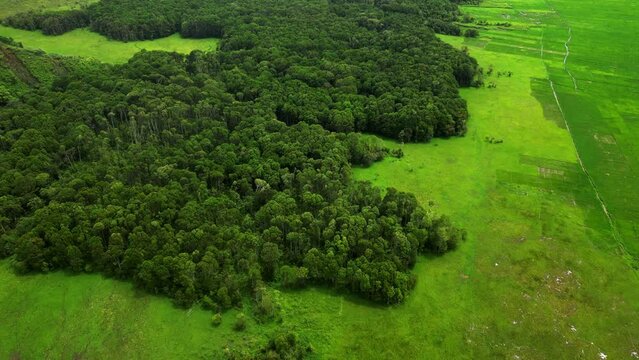 aerial view forest in the middle of a swamp