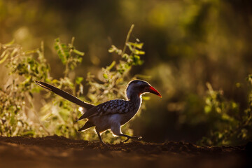 Southern Red billed Hornbill in backlit at dawn in Kruger National park, South Africa ; Specie Tockus rufirostris family of Bucerotidae