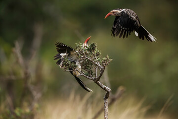 Two Southern Red billed Hornbill fighting in flight in Kruger National park, South Africa ; Specie...