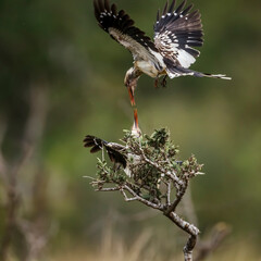 Two Southern Red billed Hornbill fighting in flight in Kruger National park, South Africa ; Specie Tockus rufirostris family of Bucerotidae
