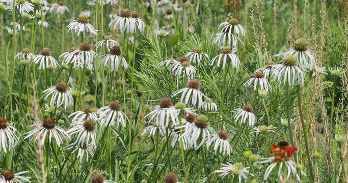 (Echinaceae purpurea 'Alba') Elegante macizo de flores de rudbeckia blanca sobre tallos altos y ramificados meci&eacute;ndose en el viento
