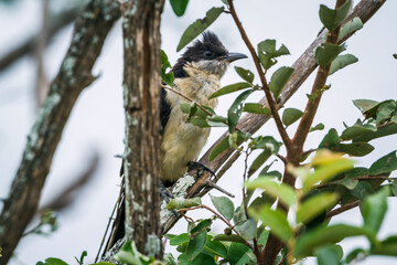 Pied Cuckoo hidding in a bush in Kruger National park, South Africa ; Specie Clamator jacobinus family of Cuculidae