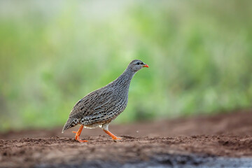 Natal francolin walking on the ground in Kruger National park, South Africa ; Specie Pternistis natalensis family of Phasianidae