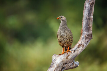 Natal francolin standing on a branch isolated in natural background in Kruger National park, South Africa ; Specie Pternistis natalensis family of Phasianidae