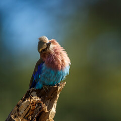 Lilac breasted roller standing on a log front view isolated in natural background in Kruger National park, South Africa ; Specie Coracias caudatus family of Coraciidae
